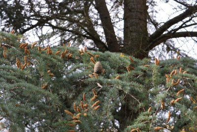 Cedrus atlanitica - cedr atlaský - větve - samčí a samičí šištice (2)
